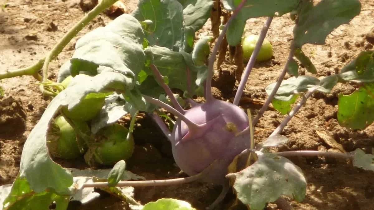 Know All About Kohlrabi, A Seasonal Veggie From Jharkhand