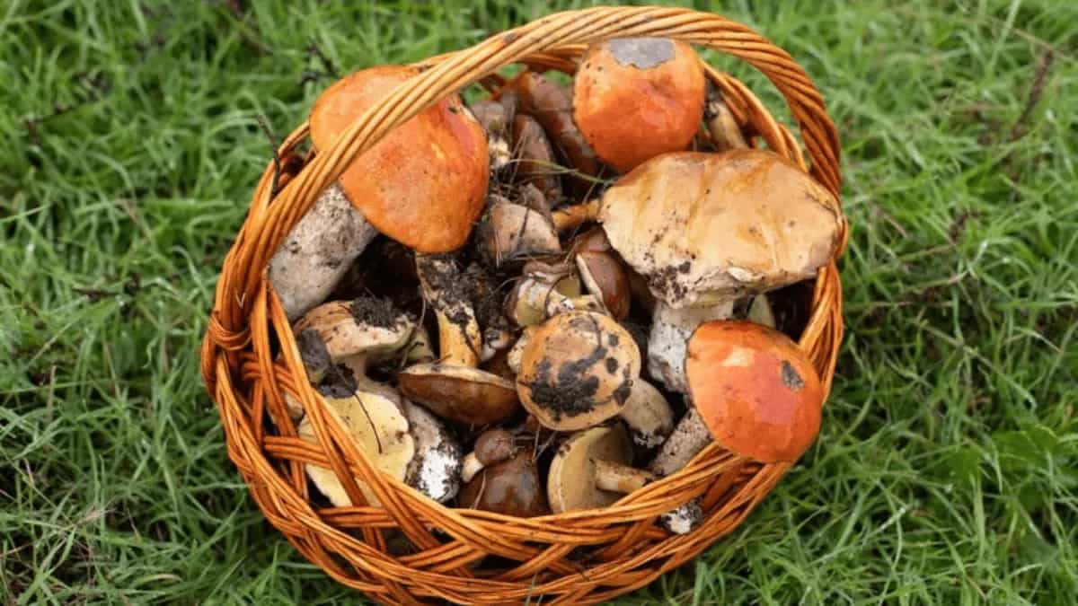 Try These 6 Campfire Mushroom Recipes 
