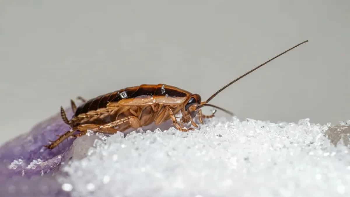 How To Get Rid Of Cockroaches In The Kitchen? Tips And Hacks