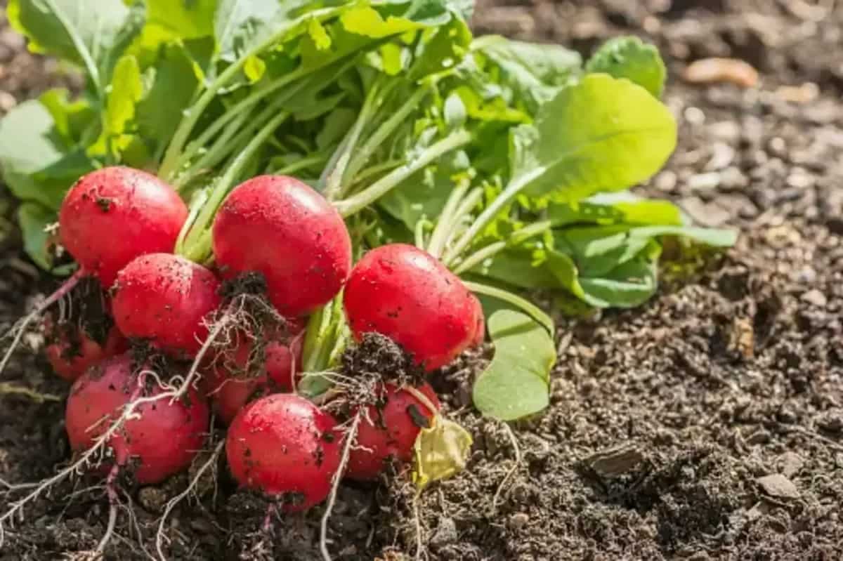 Want To Grow Radishes At Home? Here's A Guide To Plant Them