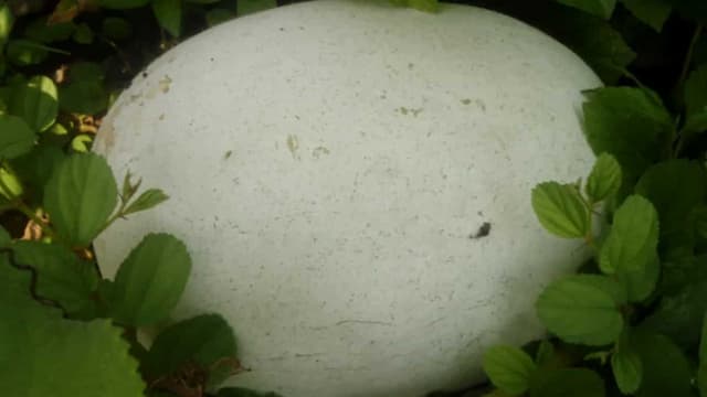 Growing Ash Gourd In Kitchen Garden: Tips For Urban Gardeners