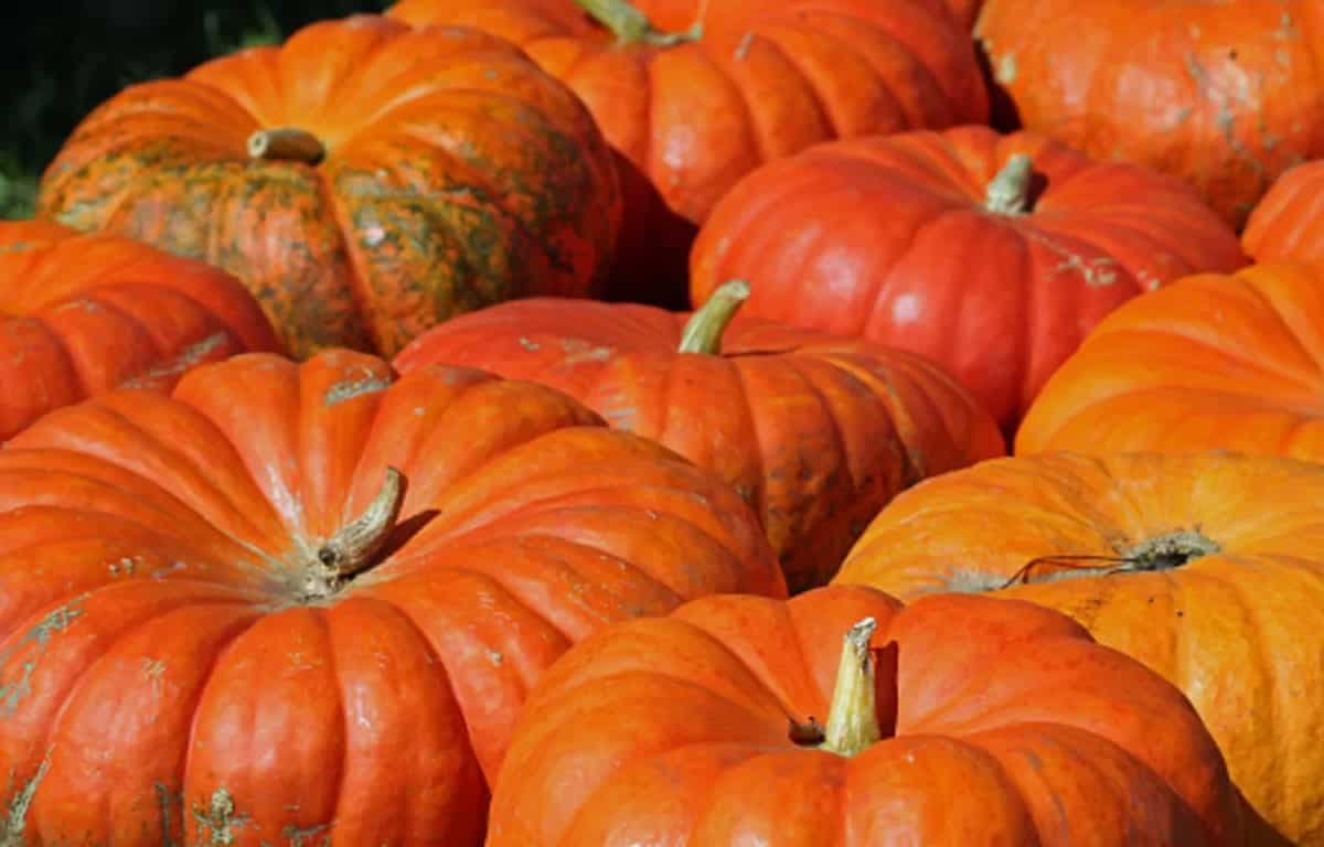 Your Guide To Cinderella Pumpkins, An Heirloom Variety