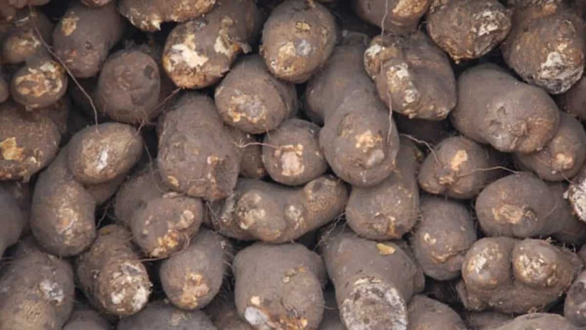 Yam Delights: Ways To Enjoy This Nutrient-Rich Root Vegetable