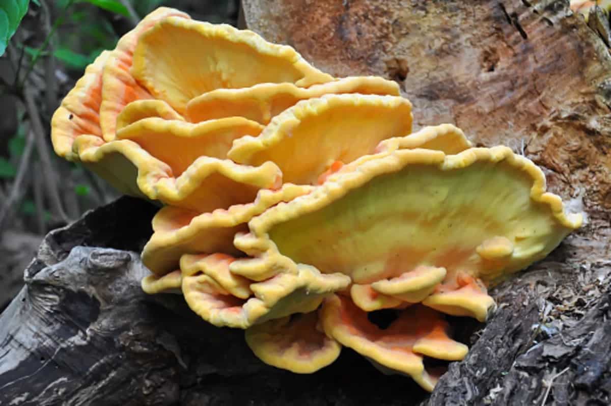 Chicken Of The Woods: A Mushroom That Tastes Like Chicken