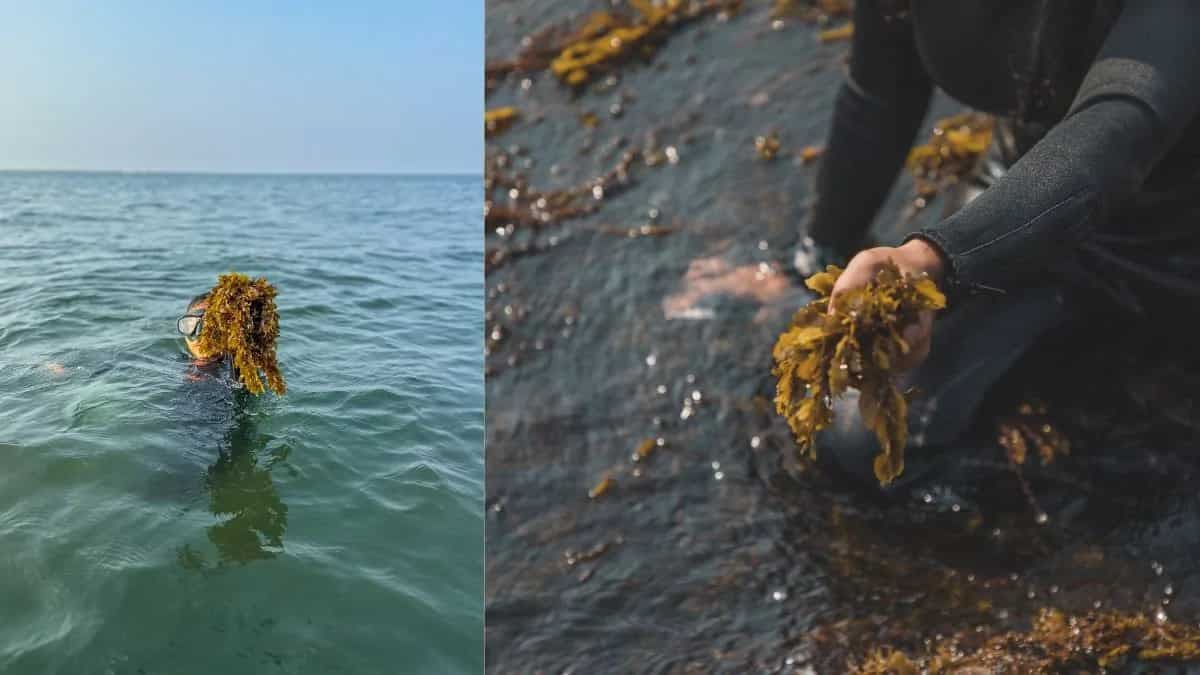 Seaweed In India: A Deep Dive Into The World Of This Ingredient