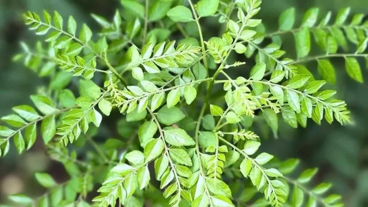 Curry Leaves And Their Lesser Known Uses