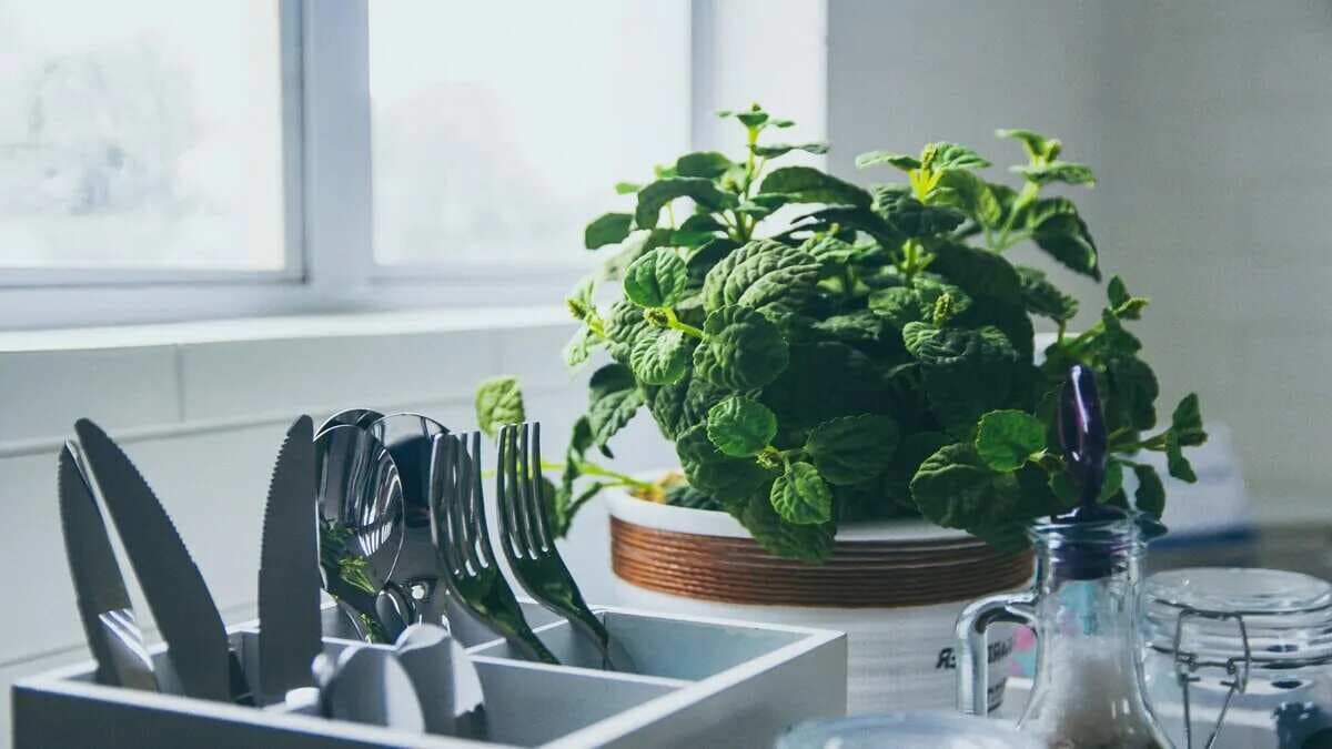 7 Best Indoor Plants To Enhance Your Kitchen Decor And Cooking