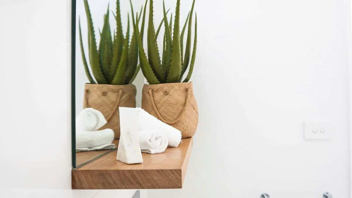 Tips To Grow The Aloe Vera Plant At Home