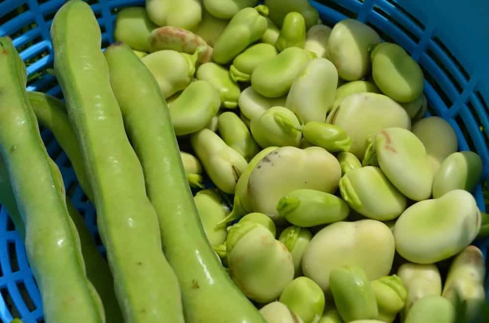 Sem Phali: The Nutrient Rich Lima Beans and How To Cook It