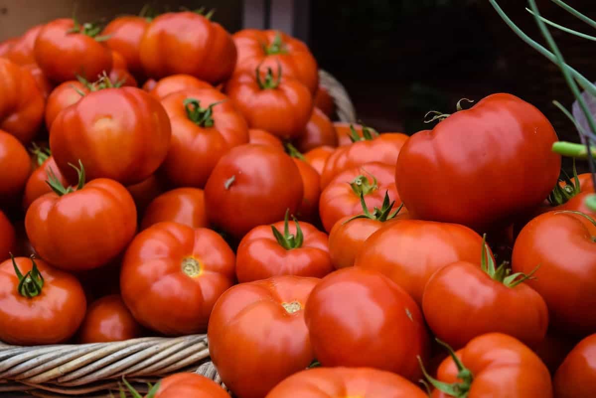 Tomatoes Now Available At Rs 50 Per Kilo In Delhi NCR 