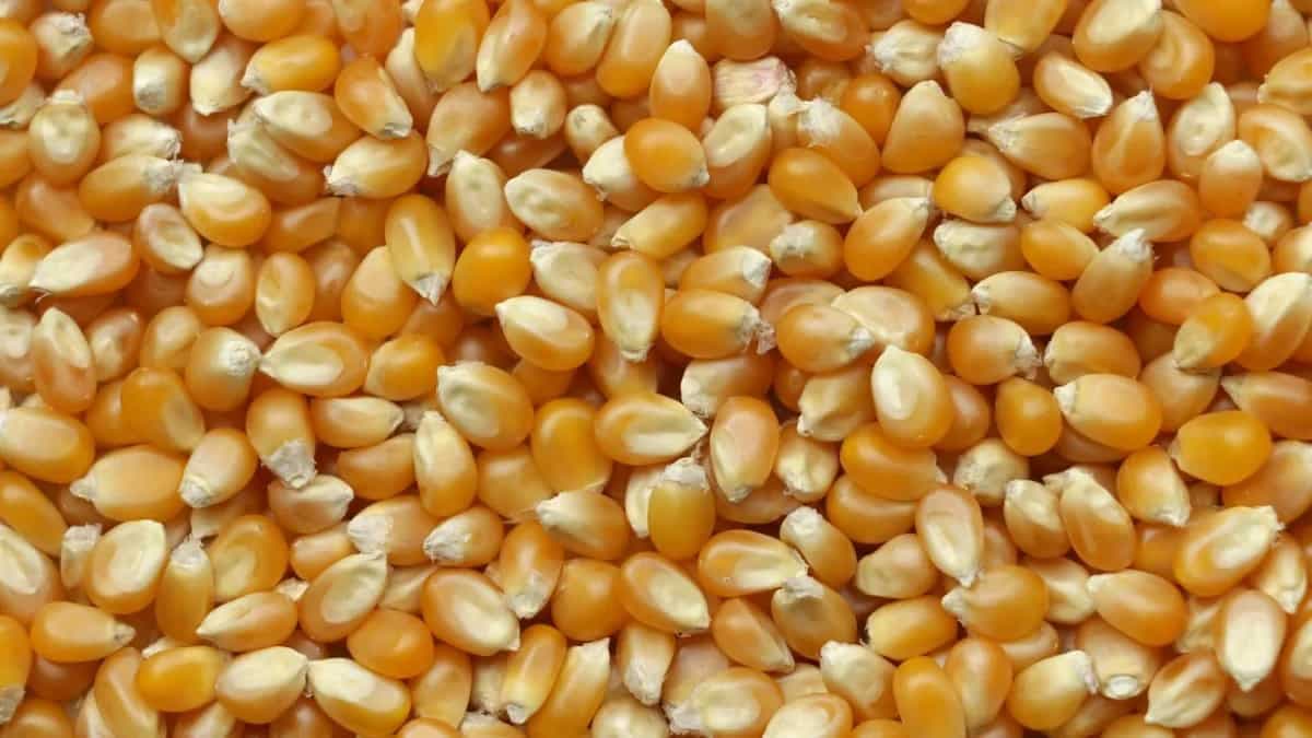 5 Reasons Why Maize Is The Right Winter Flour For You