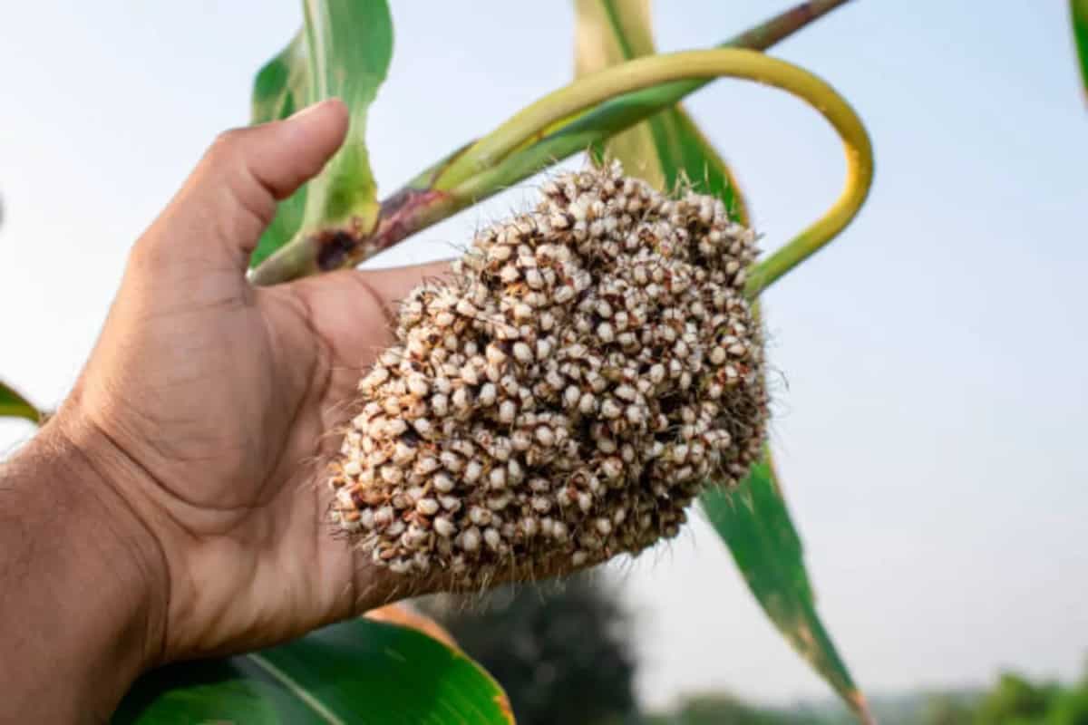 Jowar: 5 Benefits Of This Supergrain For Health And Wellness