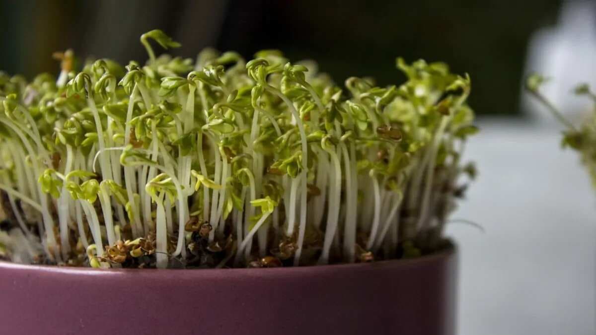 Microgreens: Tiny Nutrient Powerhouses To Add To Your Salads