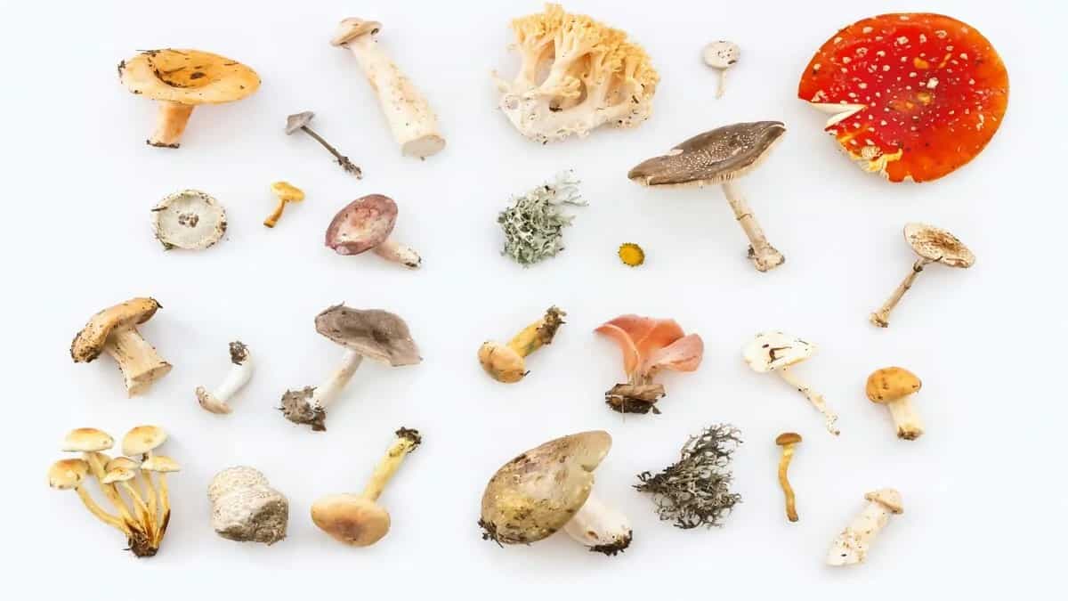 7 Types Of Mushrooms And Their Culinary Uses