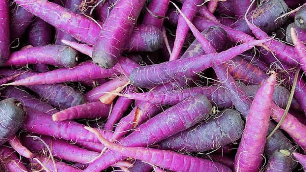 Margarita With A Twist; Add Some Pickled Purple Carrot