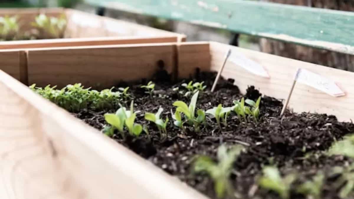 Best Vegetable Seeds That Can Be Used For Growing Plants