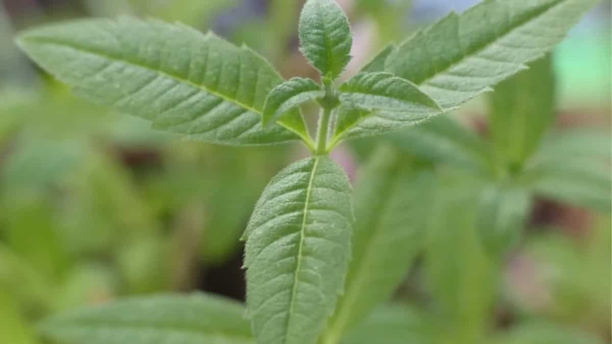 Growing Lemon Verbena In Garden: Tips For Urban Gardeners