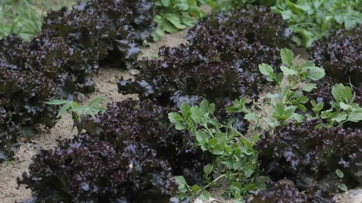 Kale Plants: How To Grow And Care For The Super Green