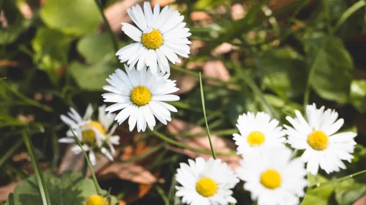 Growing Chamomile Plant In Garden: Tips For Urban Gardeners