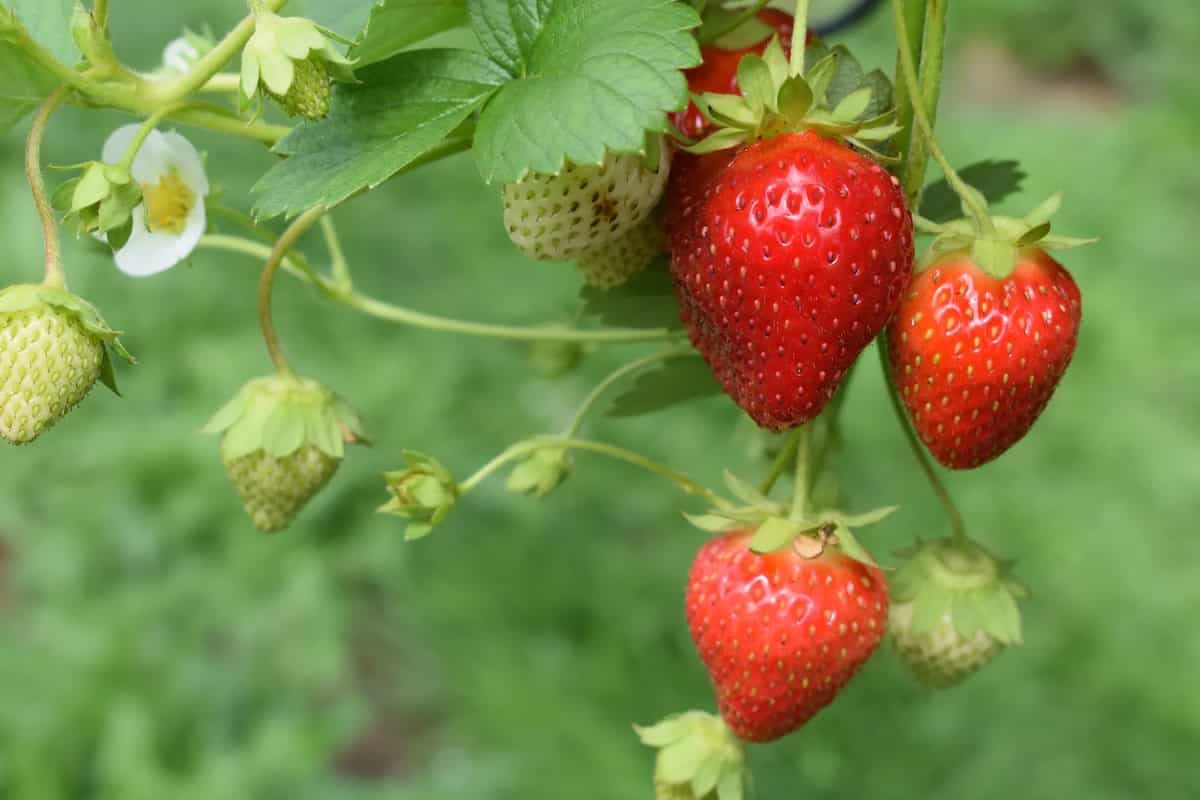 Like Mahabaleshwar Strawberries? They Have A Colonial History