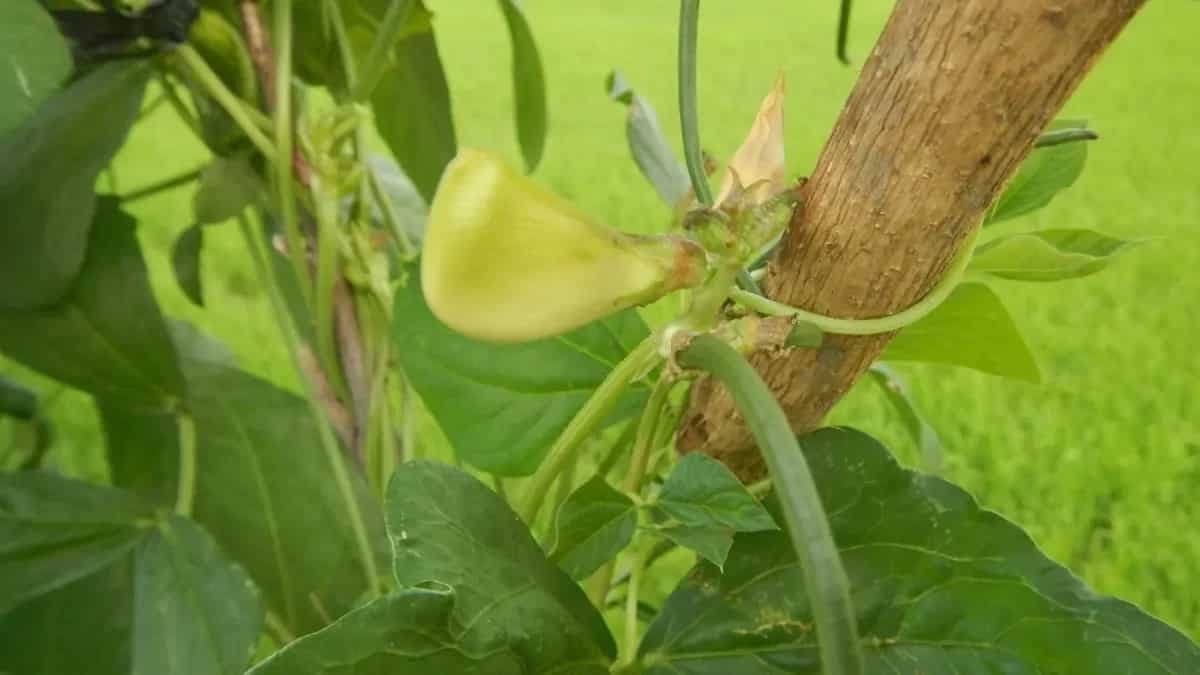 Beans Plant: Easy Step-By-Step Guide For Your Kitchen Garden