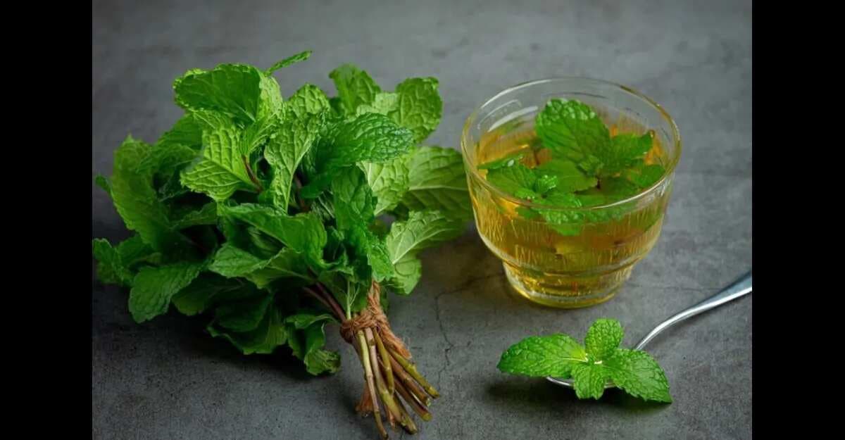 5 Types Of Mint And Their Health Benefits