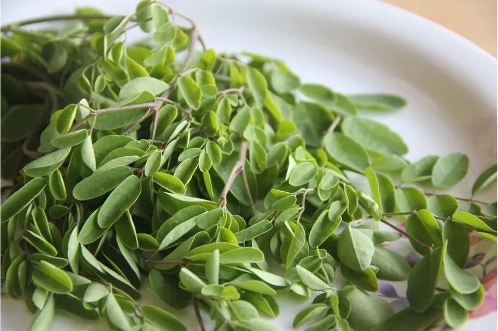 Moringa Leaf: The Nutritional Powerhouse In African Peanut Stew