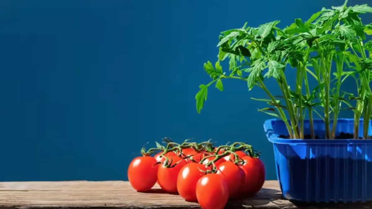 Harvest Fresh Tomatoes From Pots With These Simple Steps