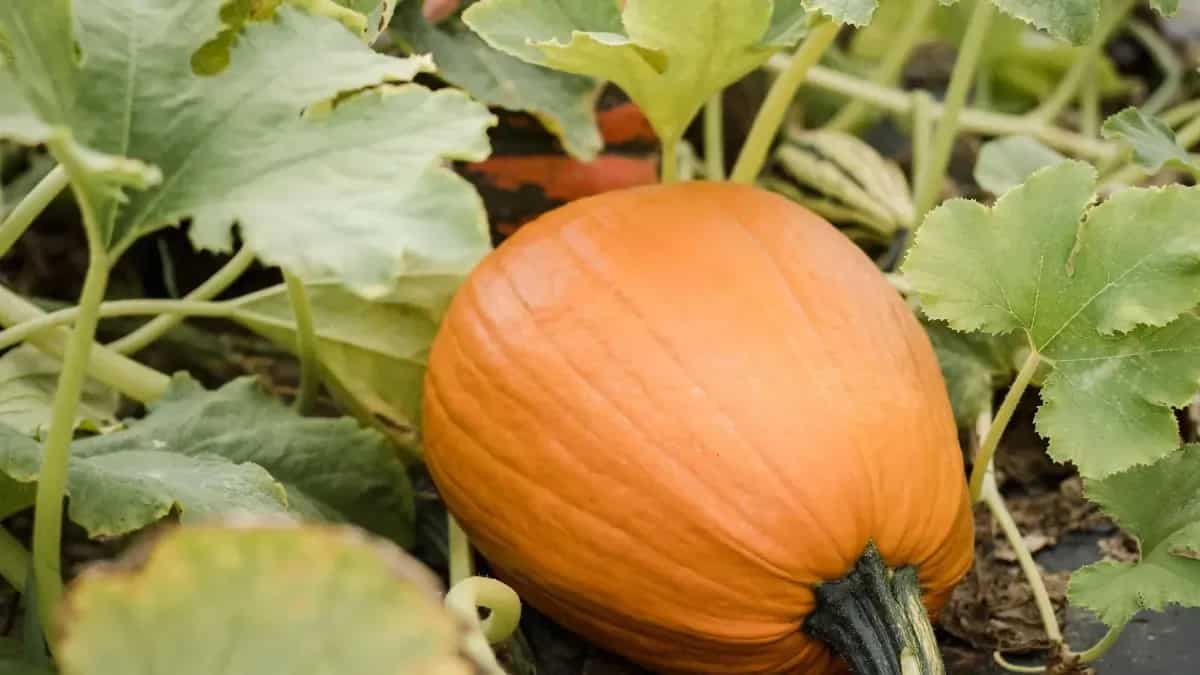 Pumpkin Seedlings: Grow Healthy Harvest With These Hacks