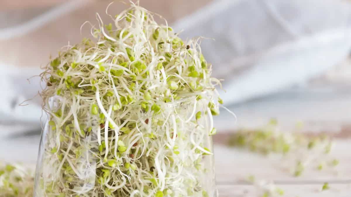 Sprouting 101: Tips To Sprout Seeds, Beans And Grains