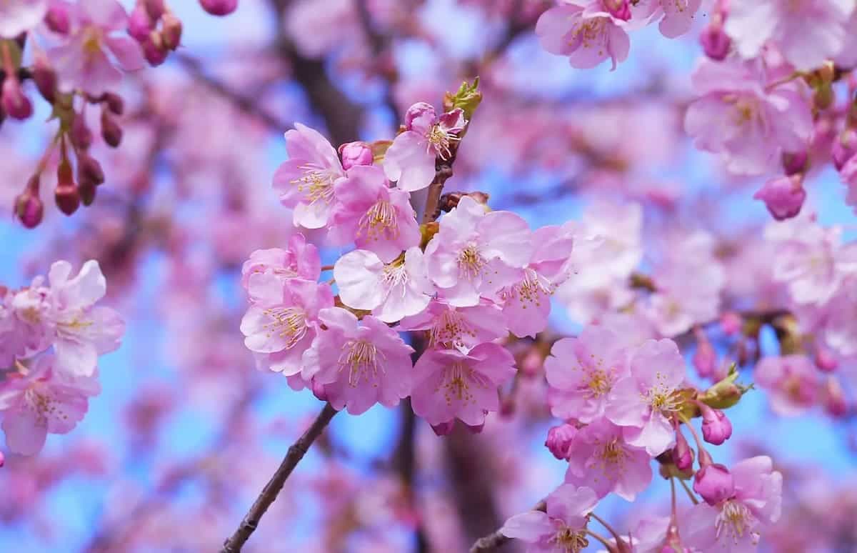Sakura Snacking: Bento For The Blooms
