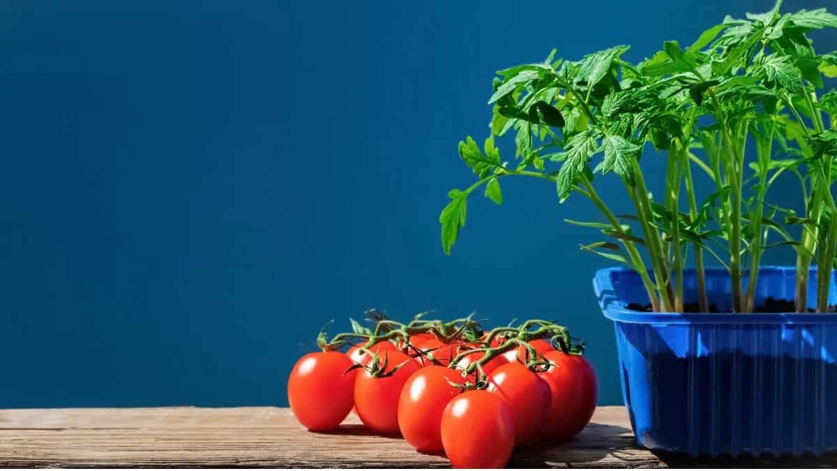 11 Tips To Grow Tomatoes In Pots At Home