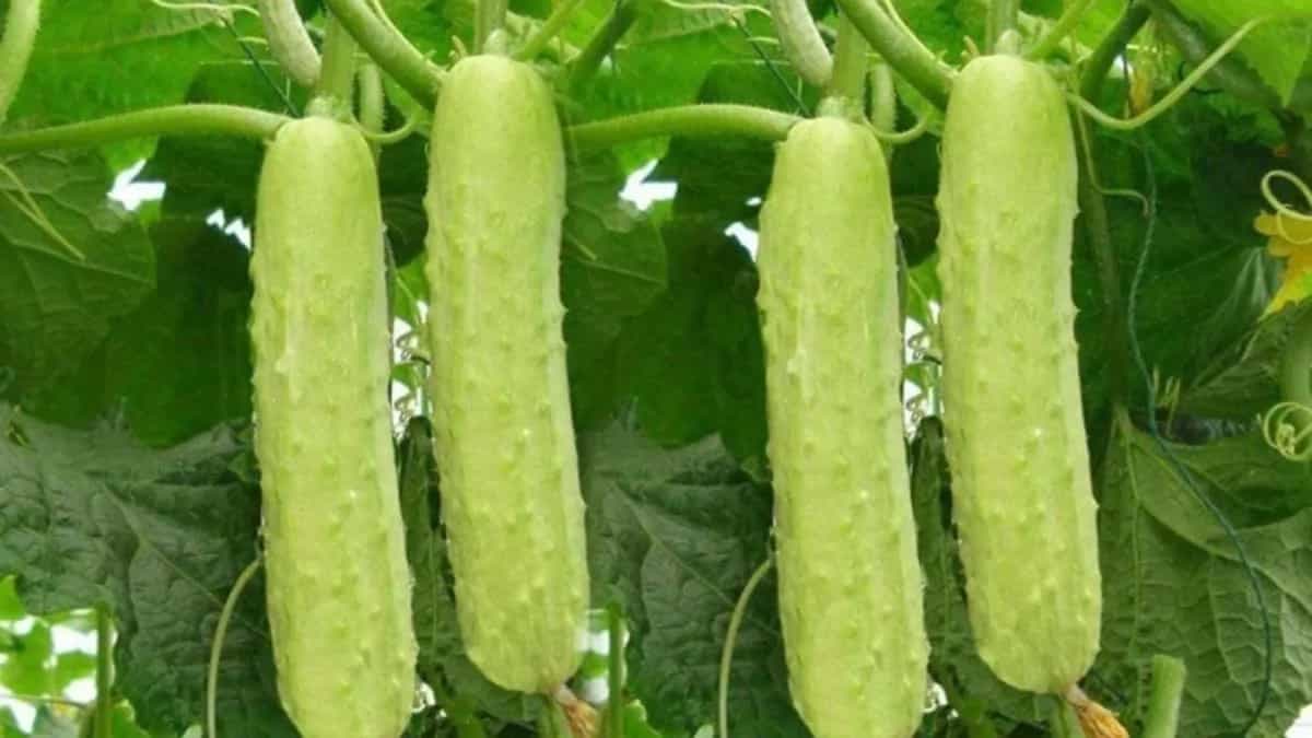 How To Grow White Cucumbers From Seeds In Kitchen Garden