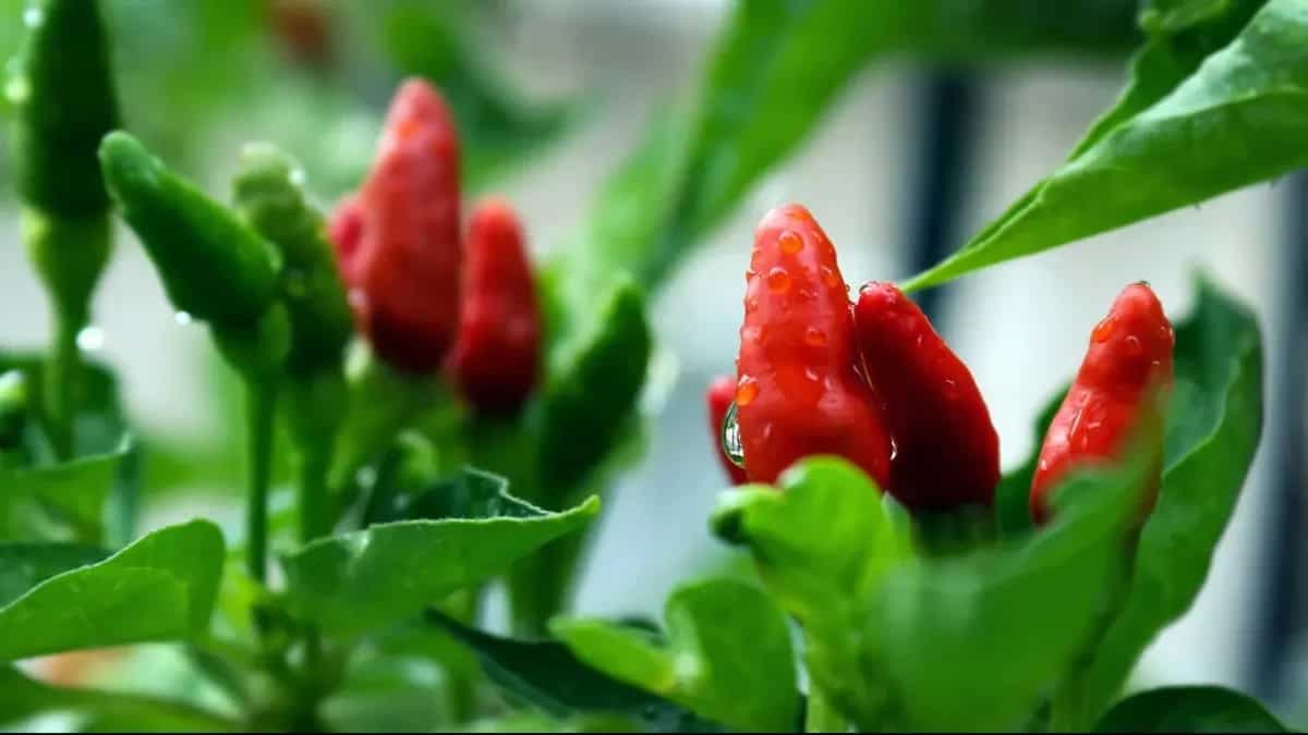 Growing Hot Peppers: Easy Tips And Varieties To Know About