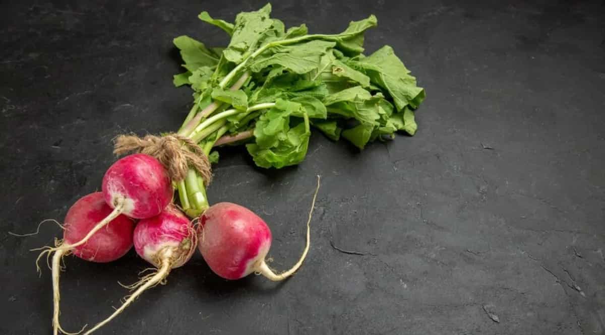 Growing Radish In Containers: Essential Tips For Urban Gardeners