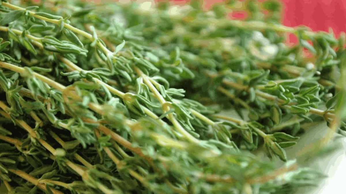 Growing Thyme Herb Plant: Essential Tips For Home Gardeners