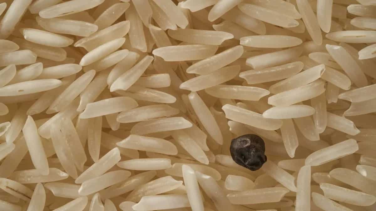  8 Tips To Keep Rice Free From Insect Infestation 