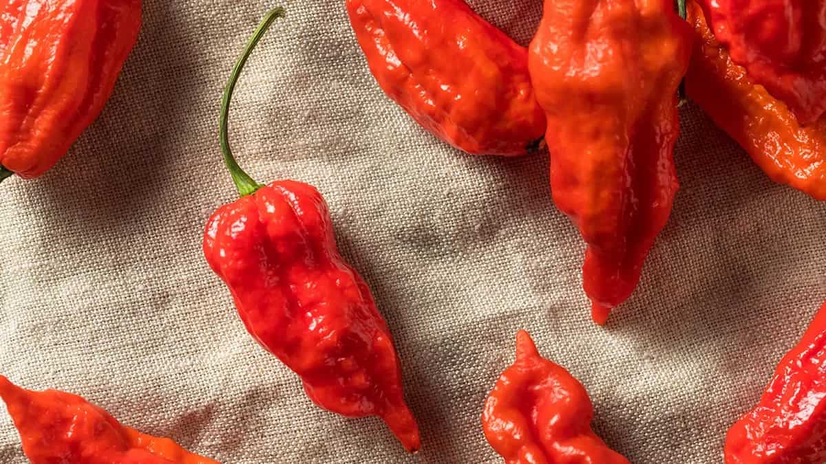 Where Do The Hottest Red Chillies Come From?