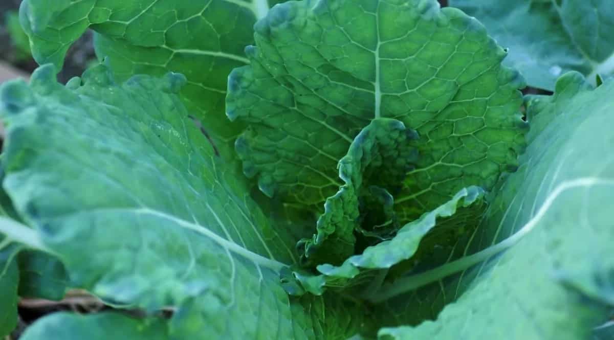 Growing Collards In Kitchen Garden: Tips For Urban Gardeners