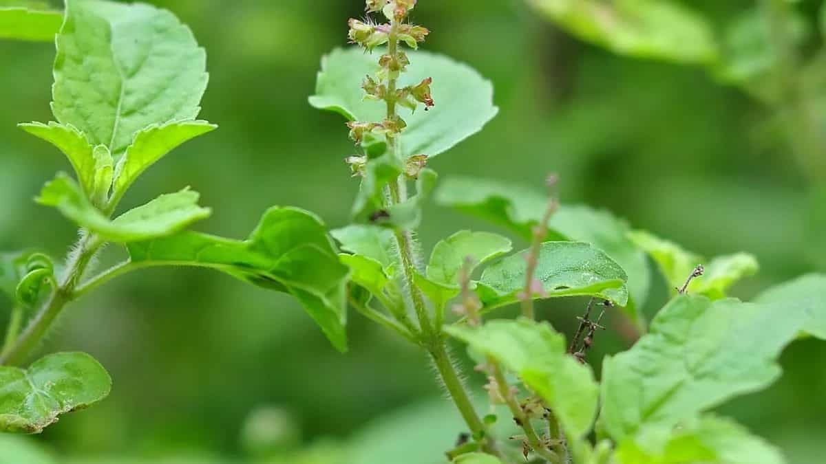 How To Grow A Tulsi Plant At Home And What Are Its Benefits?