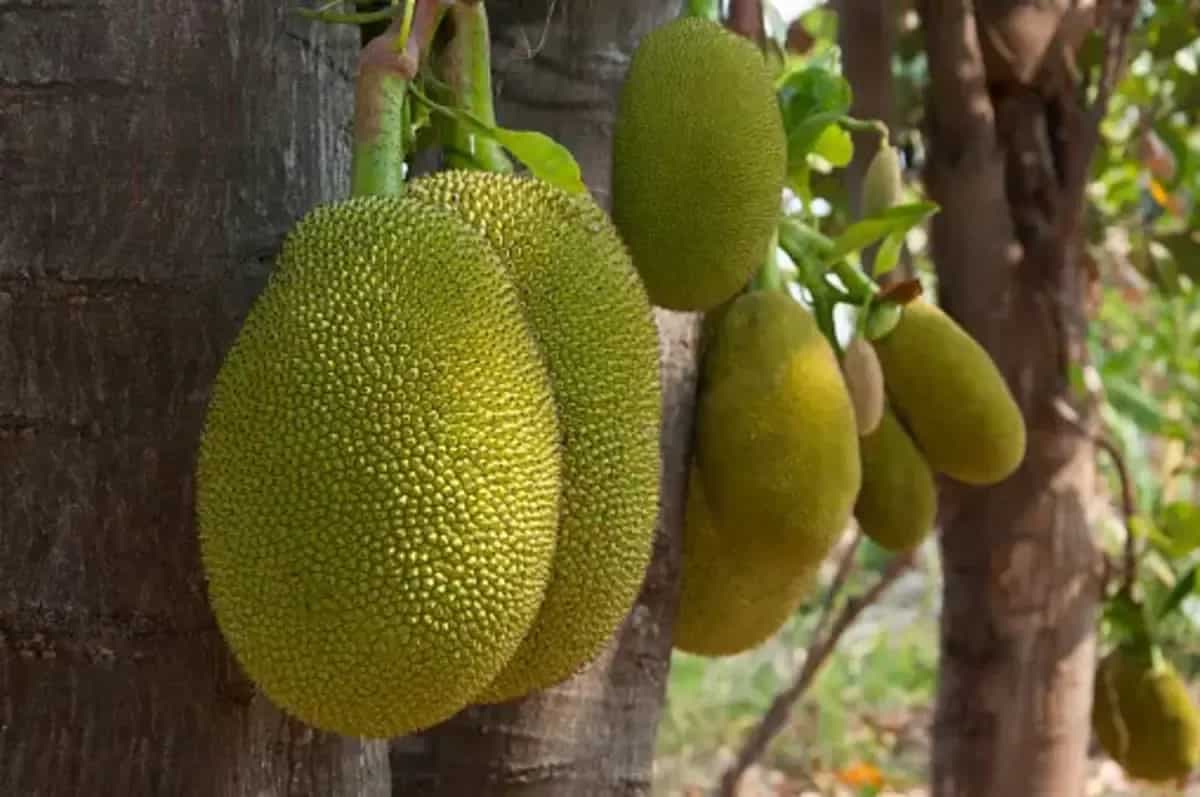 How To Grow Jackfruit In Your Backyard? Tips For Perfect Produce