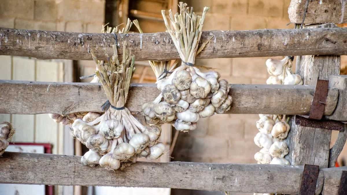 Growing Garlic At Home: Essential Tips To Keep In Mind  