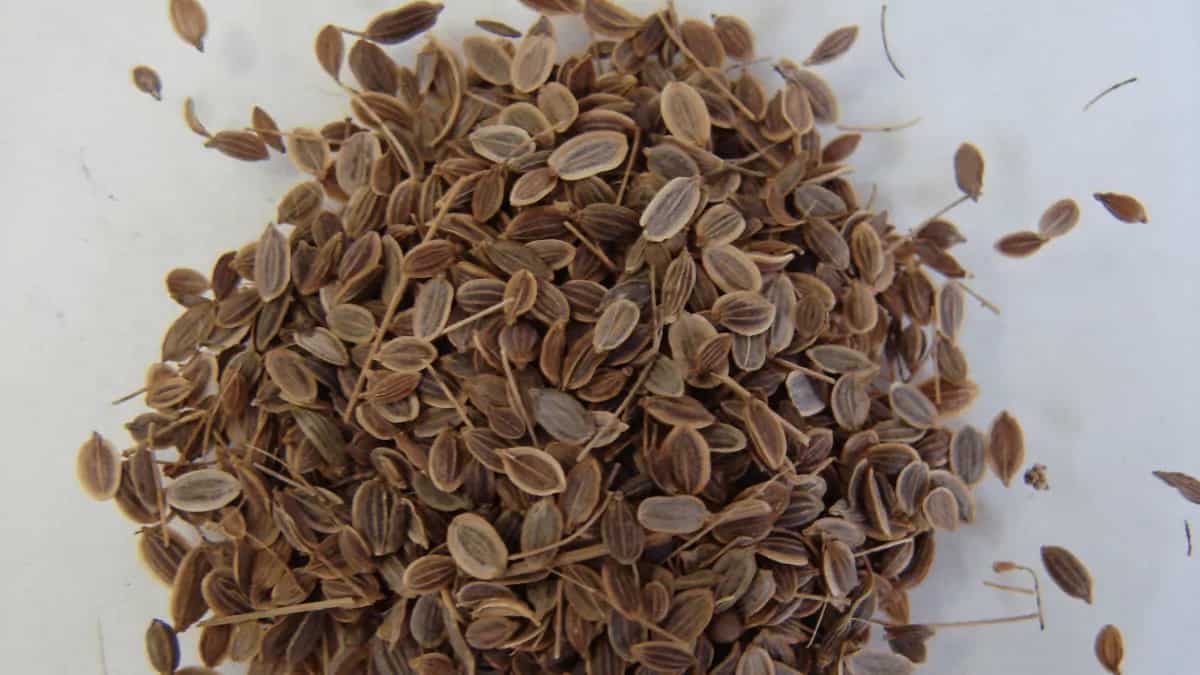 Dill Seeds: Know About 6 Amazing Health Benefits Of Shepu