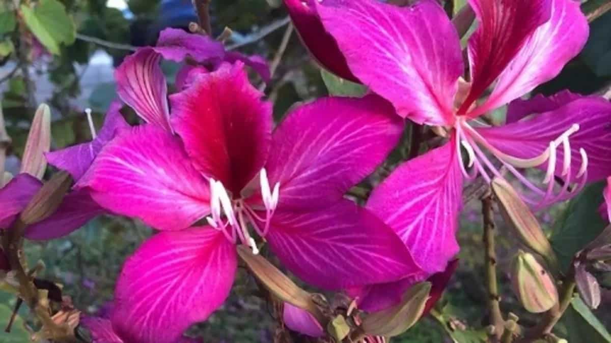 Kachnar Phool Curry- The Tribal Food Of Jharkhand 