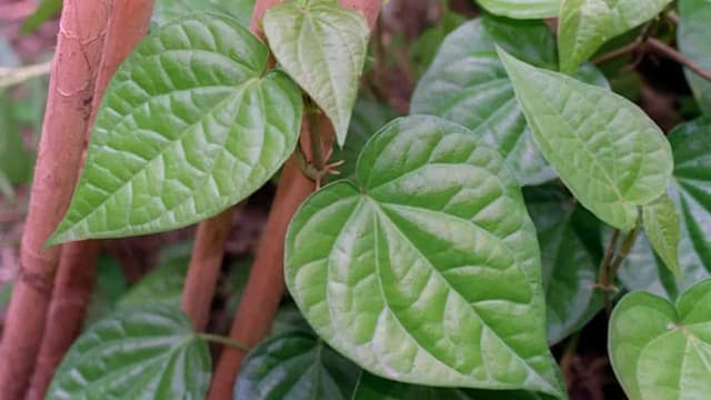 Betel Leaves: 5 Dessert Recipes Using Paan To Try