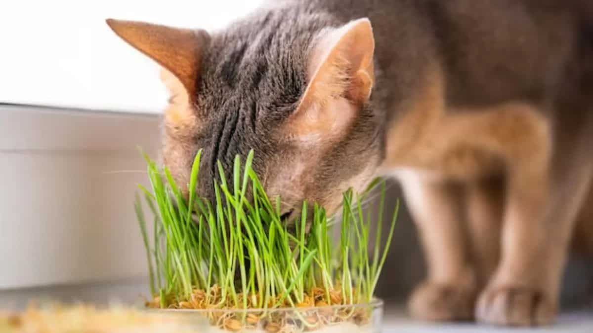 Why Do Cats Eats Grass? 