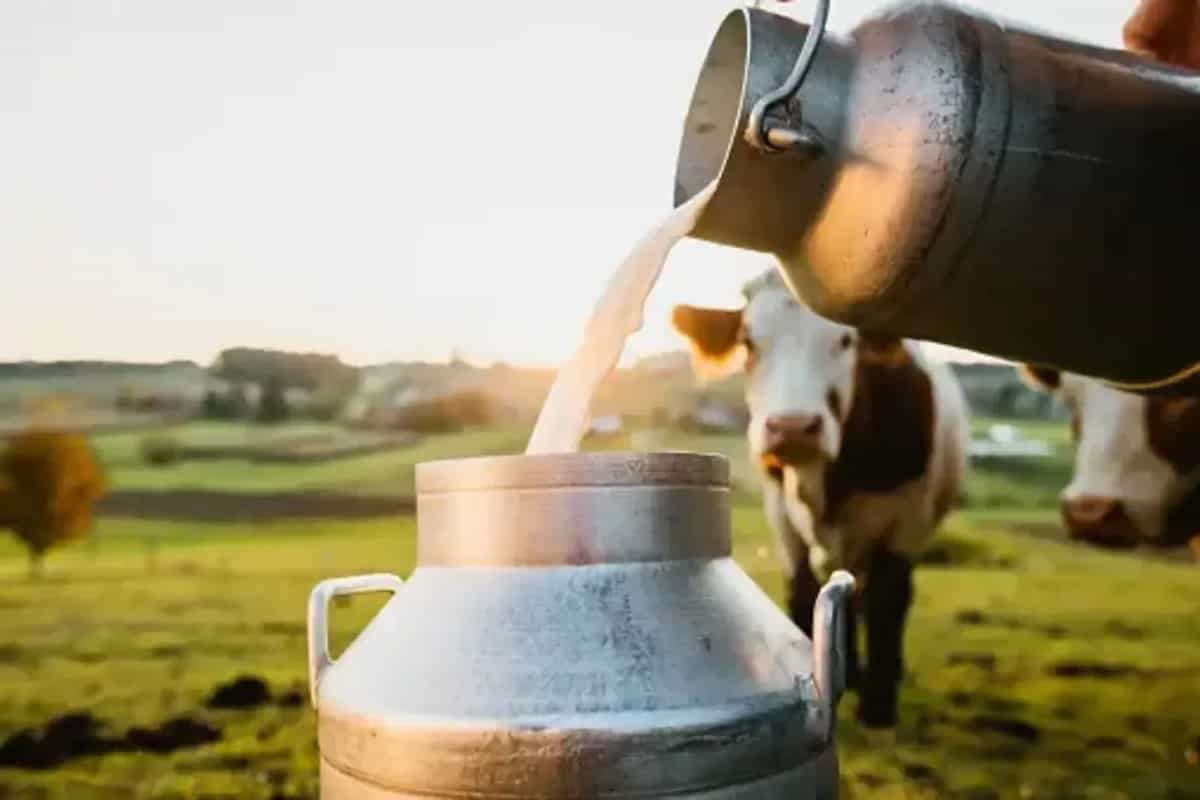 Cow Or Buffalo: Which Milk Is Right For You?