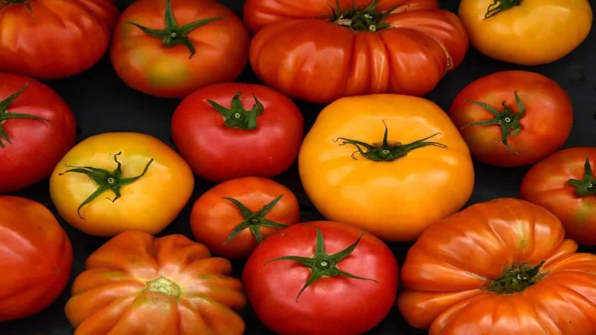 San Marzano To Roma: Explorе Thе 10 Variants Of Tomatoеs