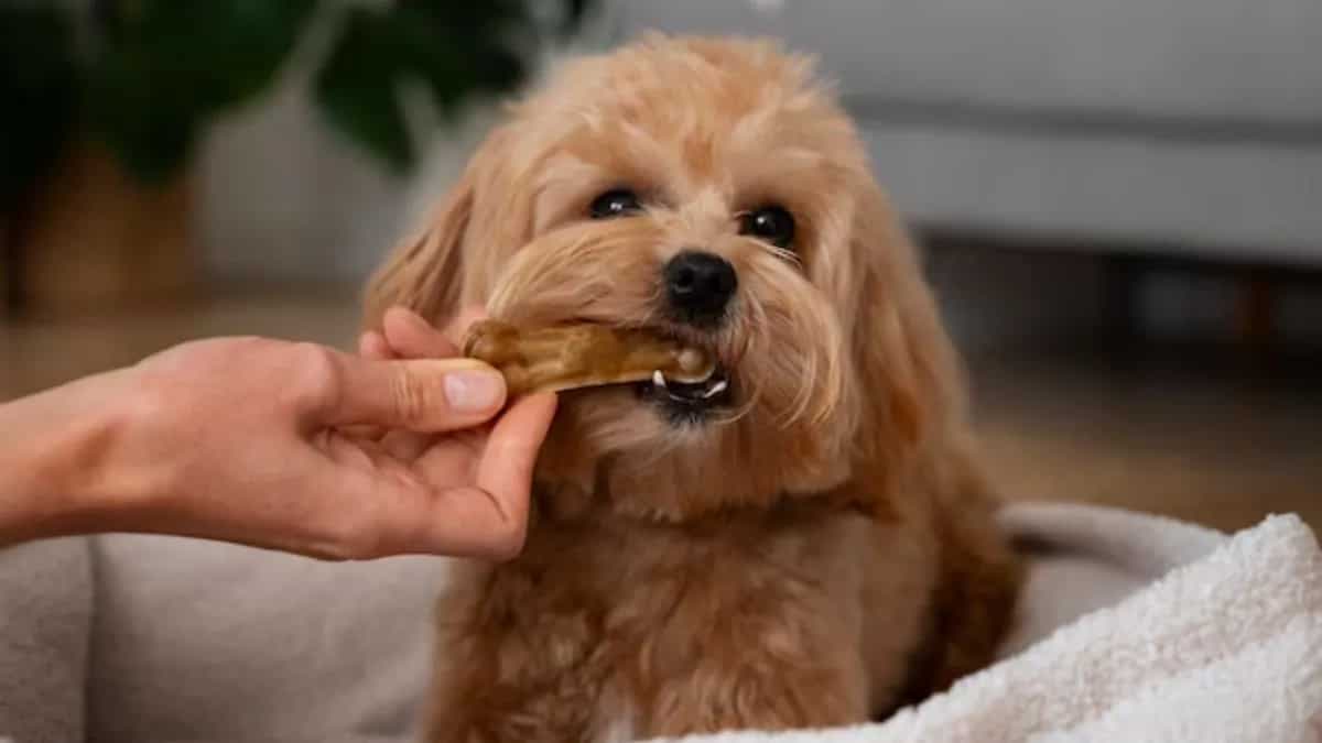 Is It Safe For Dogs To Eat Coconut?