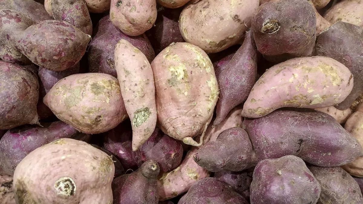 Growing Sweet Potatoes At Home: Essential Tips To Keep In Mind